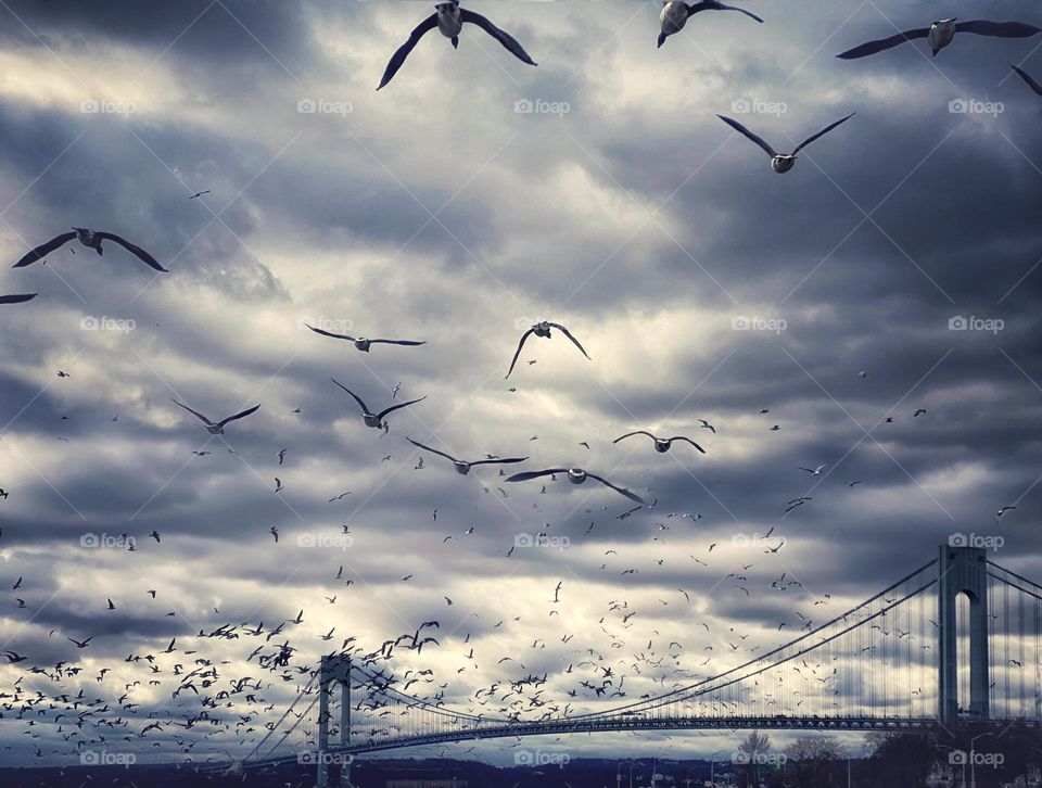 A flock of seagulls flying towards the Verrazano-Narrows Bridge in Brooklyn, New York