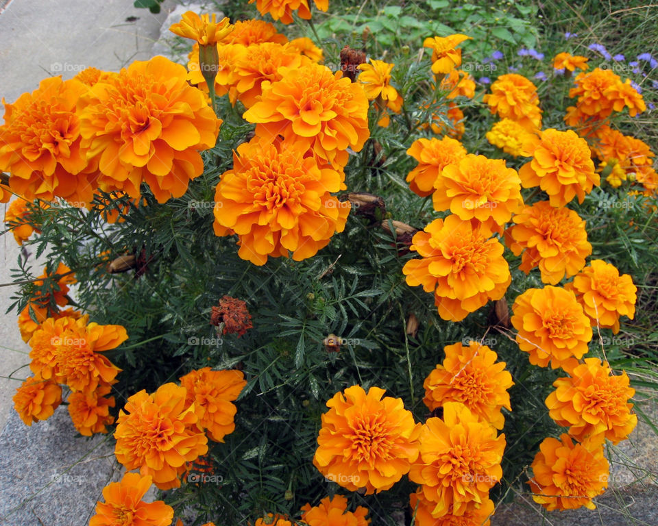 flowers italy close orange by vincentm