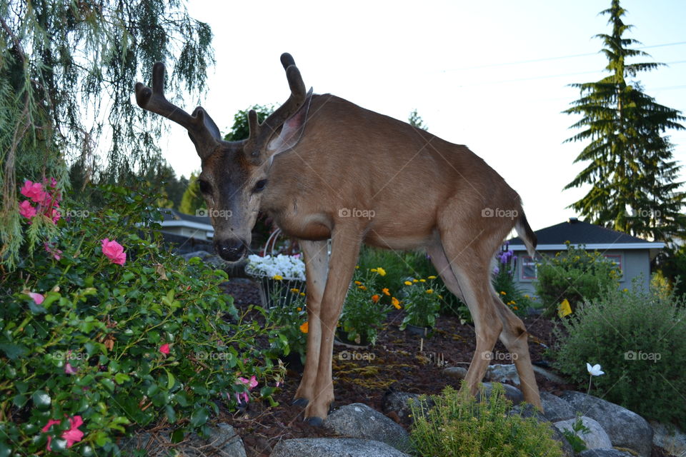 Canadian scenery make Buck deer with antlers