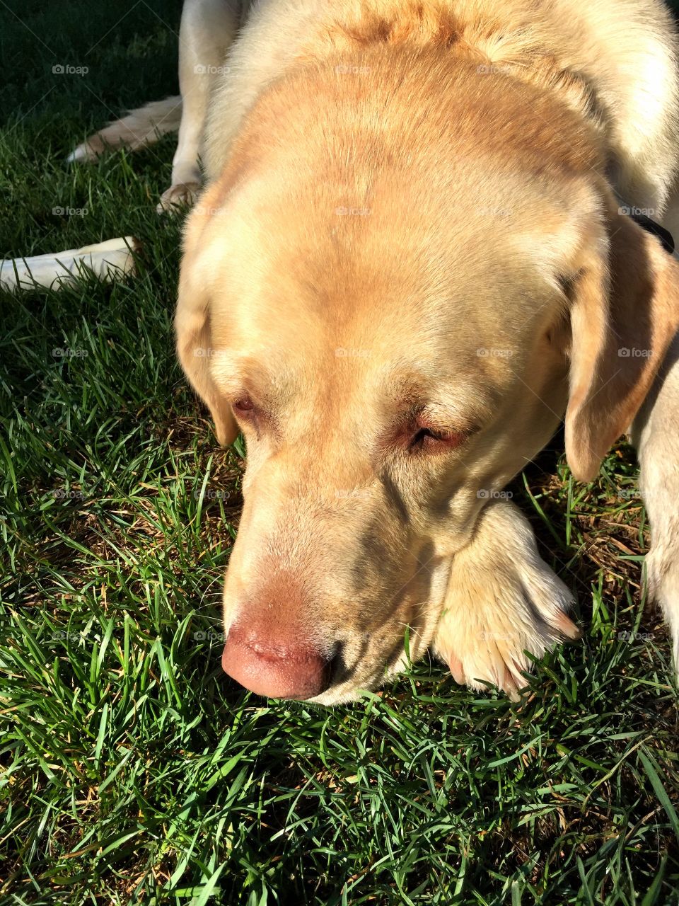 Yellow Labrador Retriever 