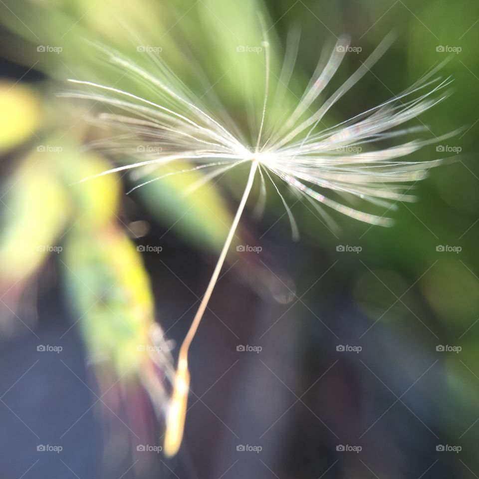 Nature, Summer, Flora, No Person, Leaf