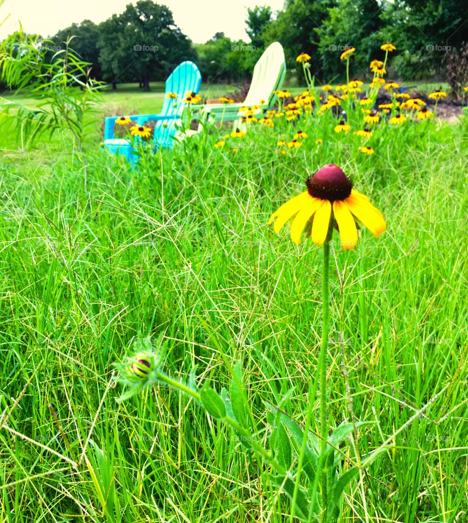 Lonely yellow sunflower with lawn chairs and fellow sunflowers in background 