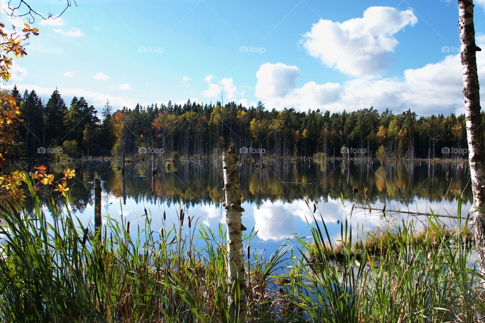 Forest in autumn