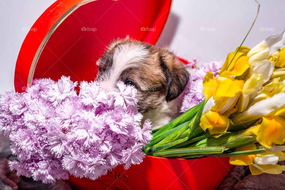 Puppy in the heart-shaped box and flowers