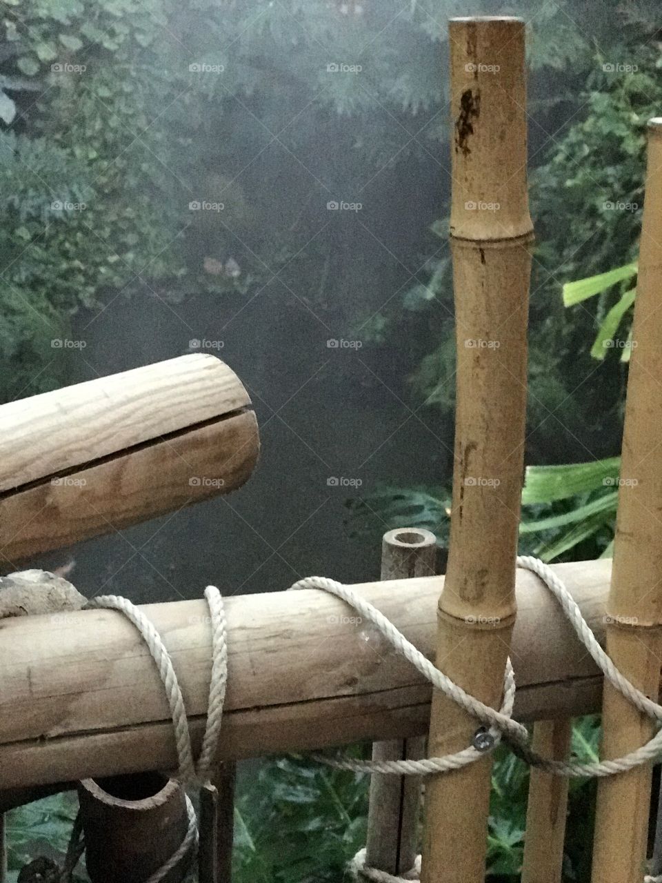 Bamboo and rain