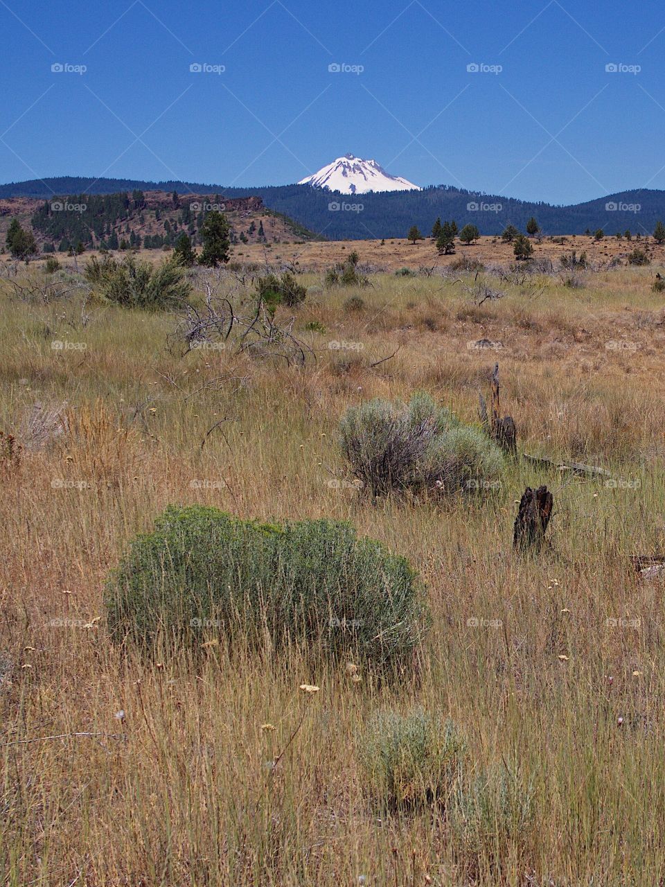 Mt Jefferson in the Central Oregon landscape 