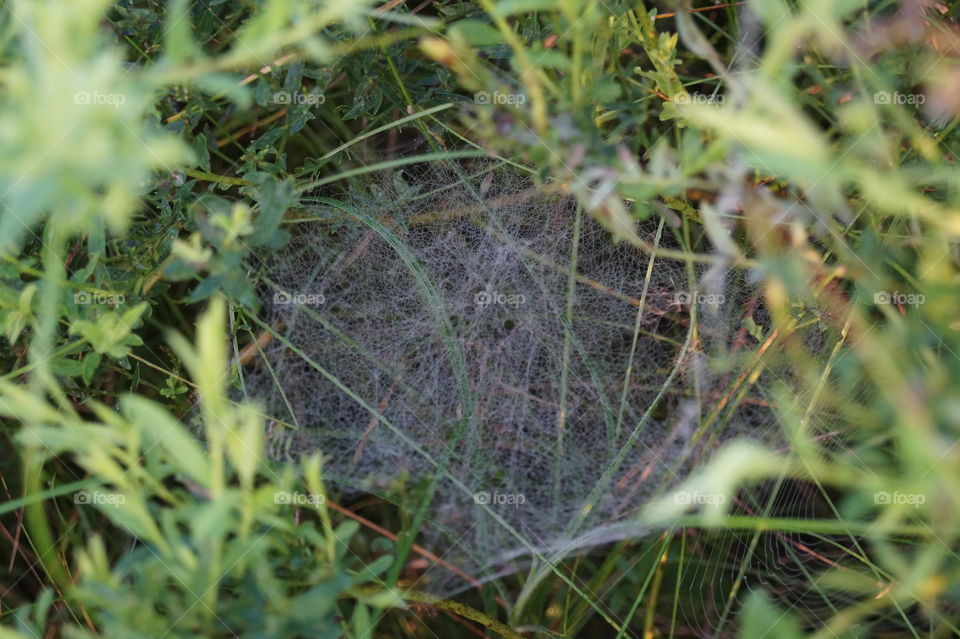 Паутина в траве
