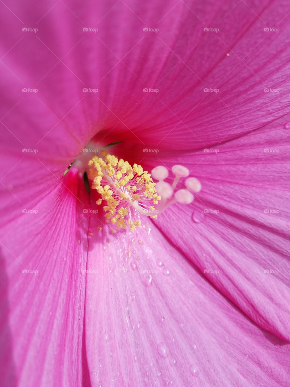 hibiscus pollen
