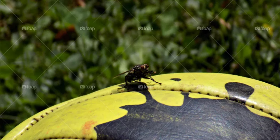 🐝