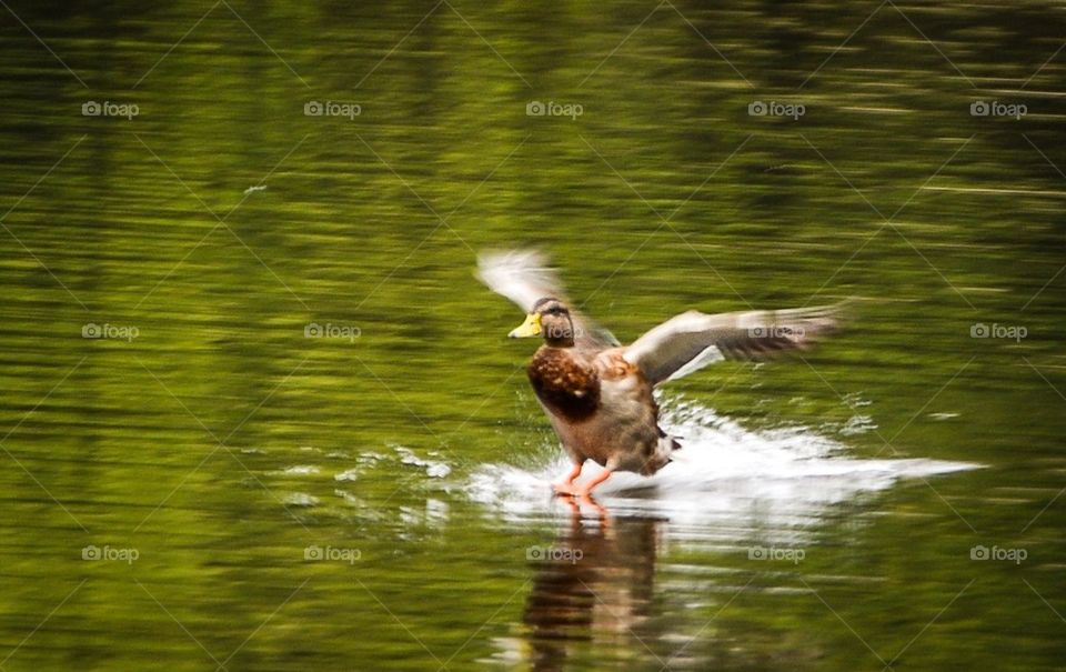 Flying duck