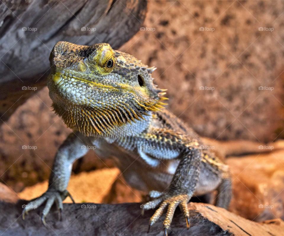 Beautiful bearded dragon in terrarium with his eyes open and mouth closed