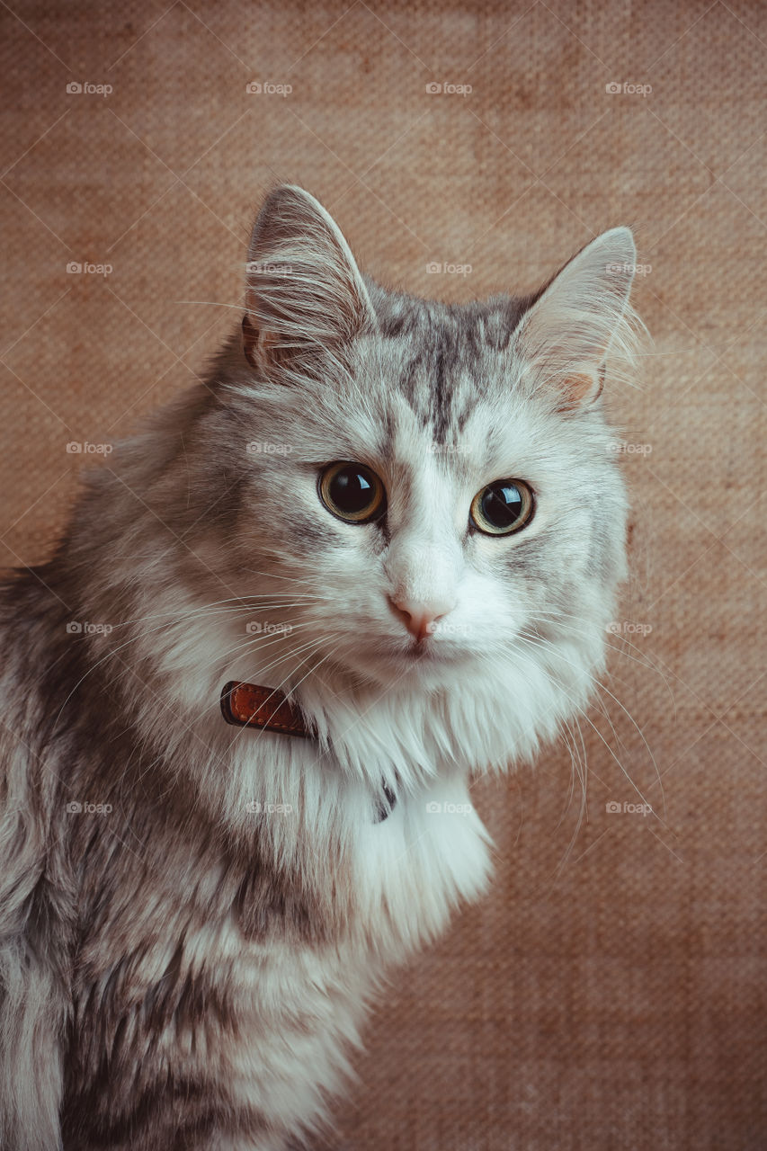 Siberian longhair cat