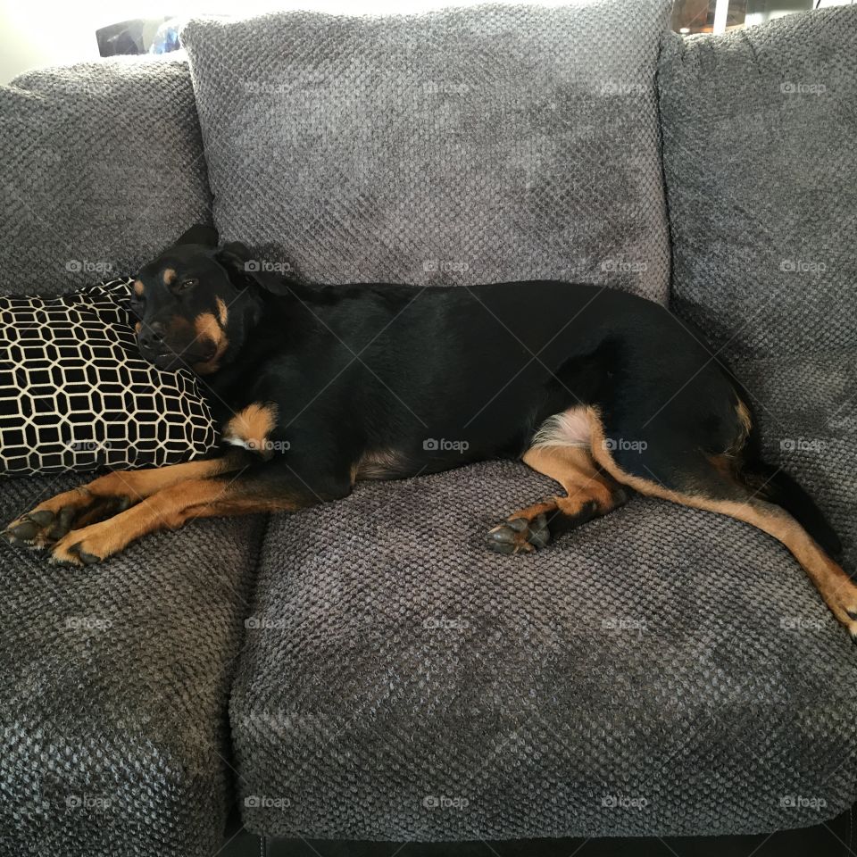 Jake sprawled out on the couch! Couldn't get him off if we begged 