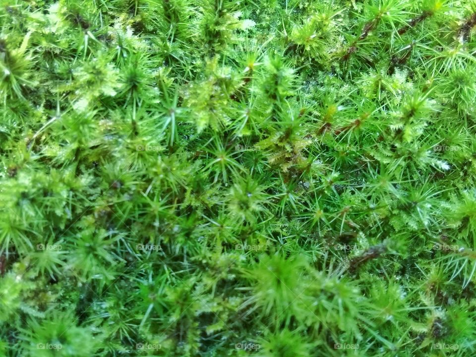 texture with green color