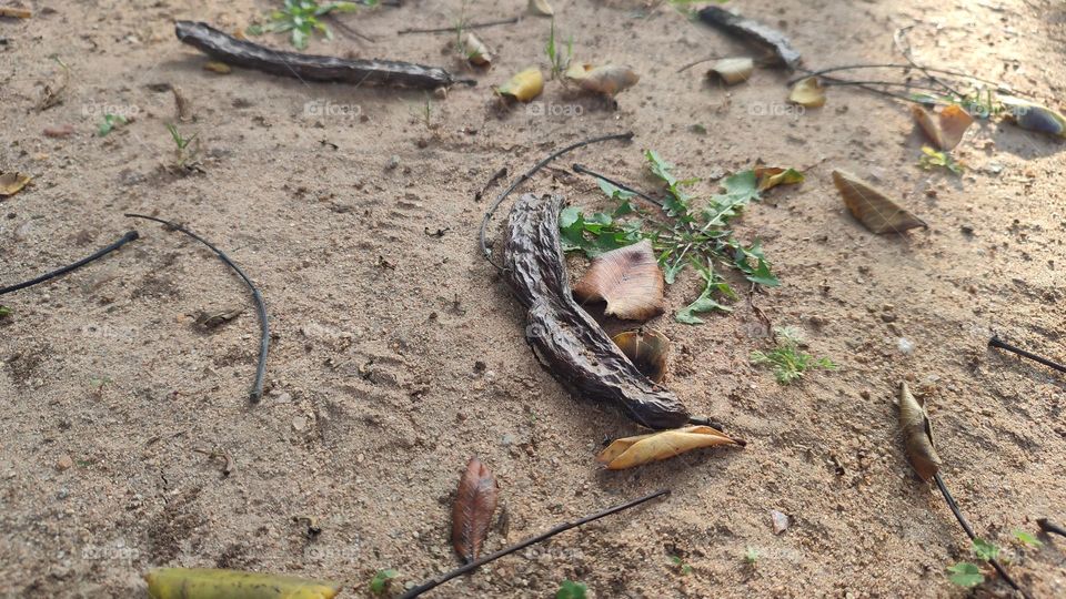 Leguminous tree, bean-pod on ground