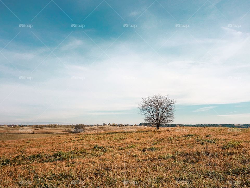 Lonely tree
