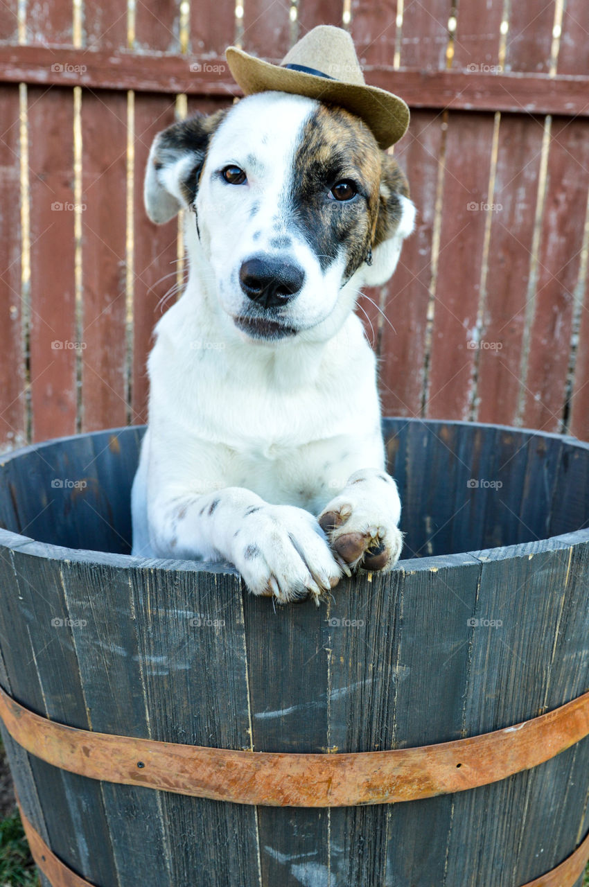 Puppy in a barrel wearing a cowboy hat