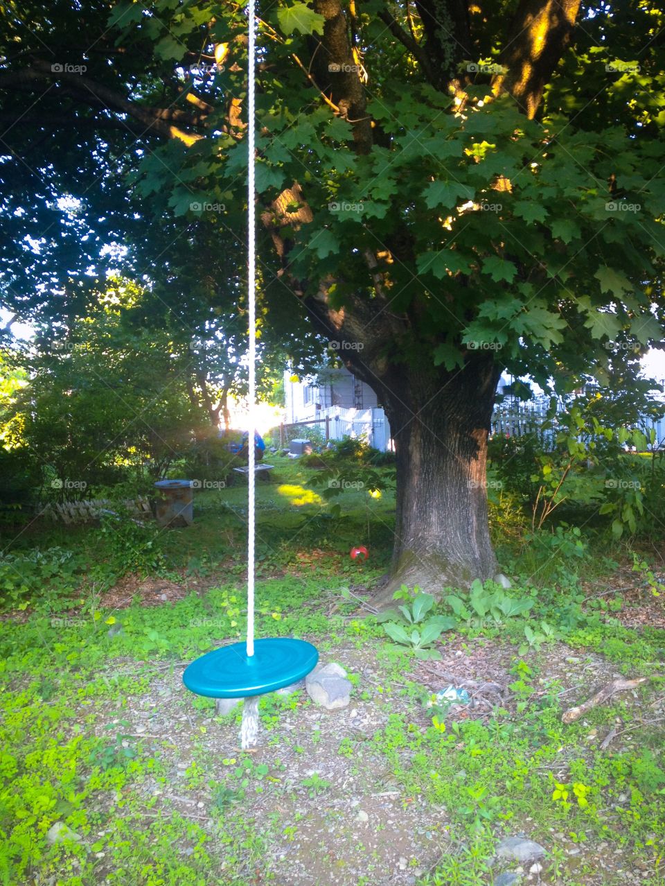 Sunny swing. A rope swing waiting for a child to play with it on s beautiful  summer day 