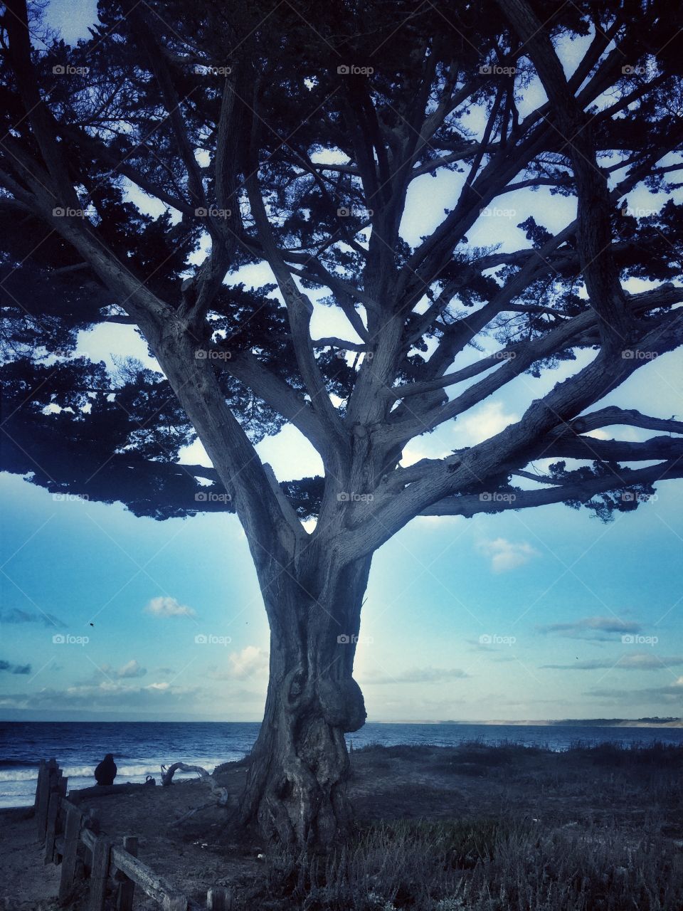 Monterey Cypress 