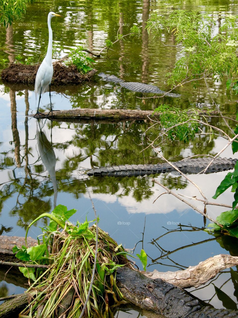 Swamp Logs or Gators?