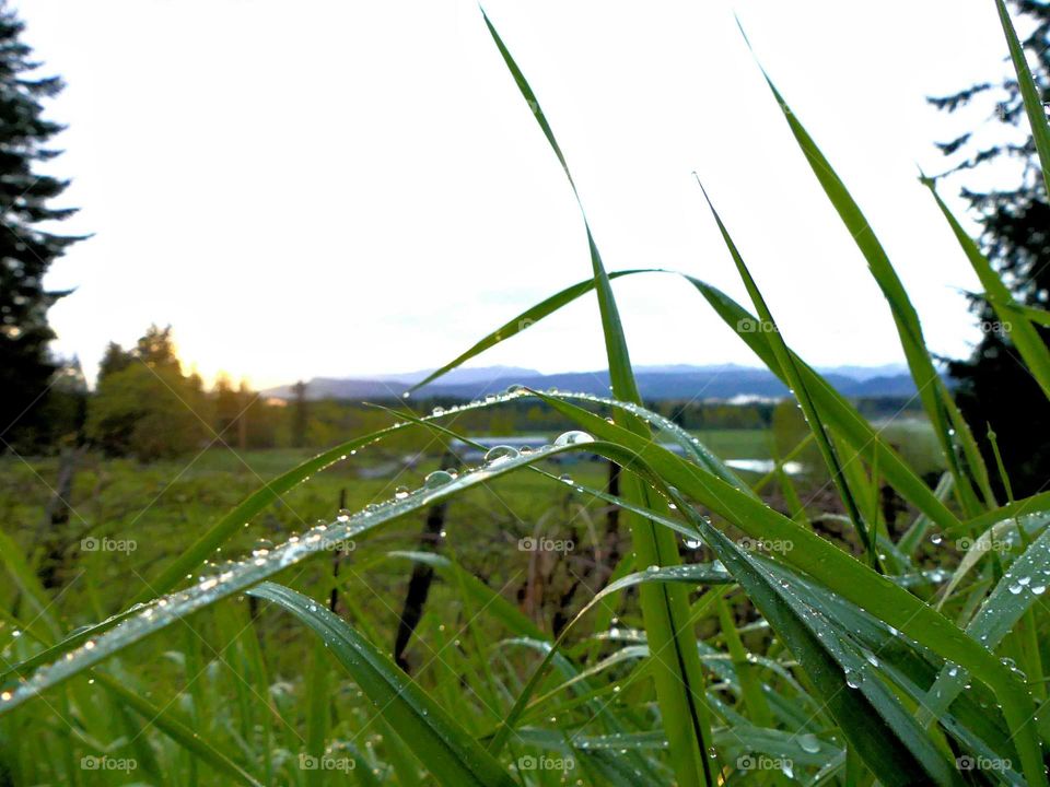 water drops on grass