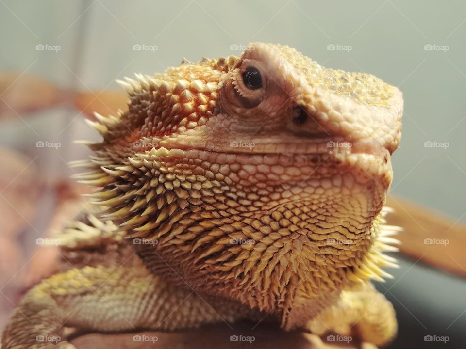 Bearded dragon