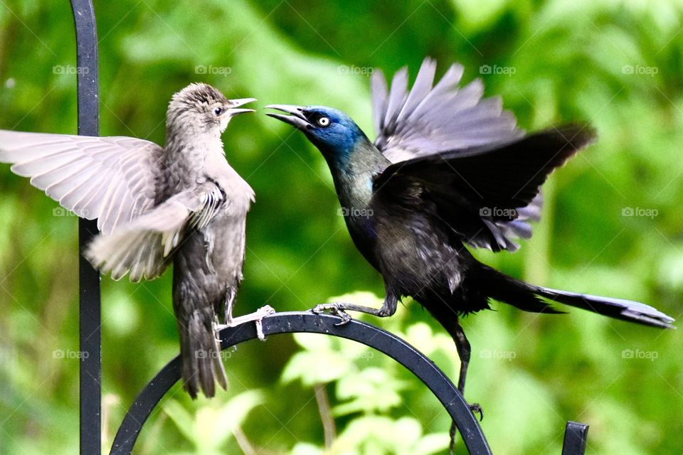Adult grackle backing down a youngster