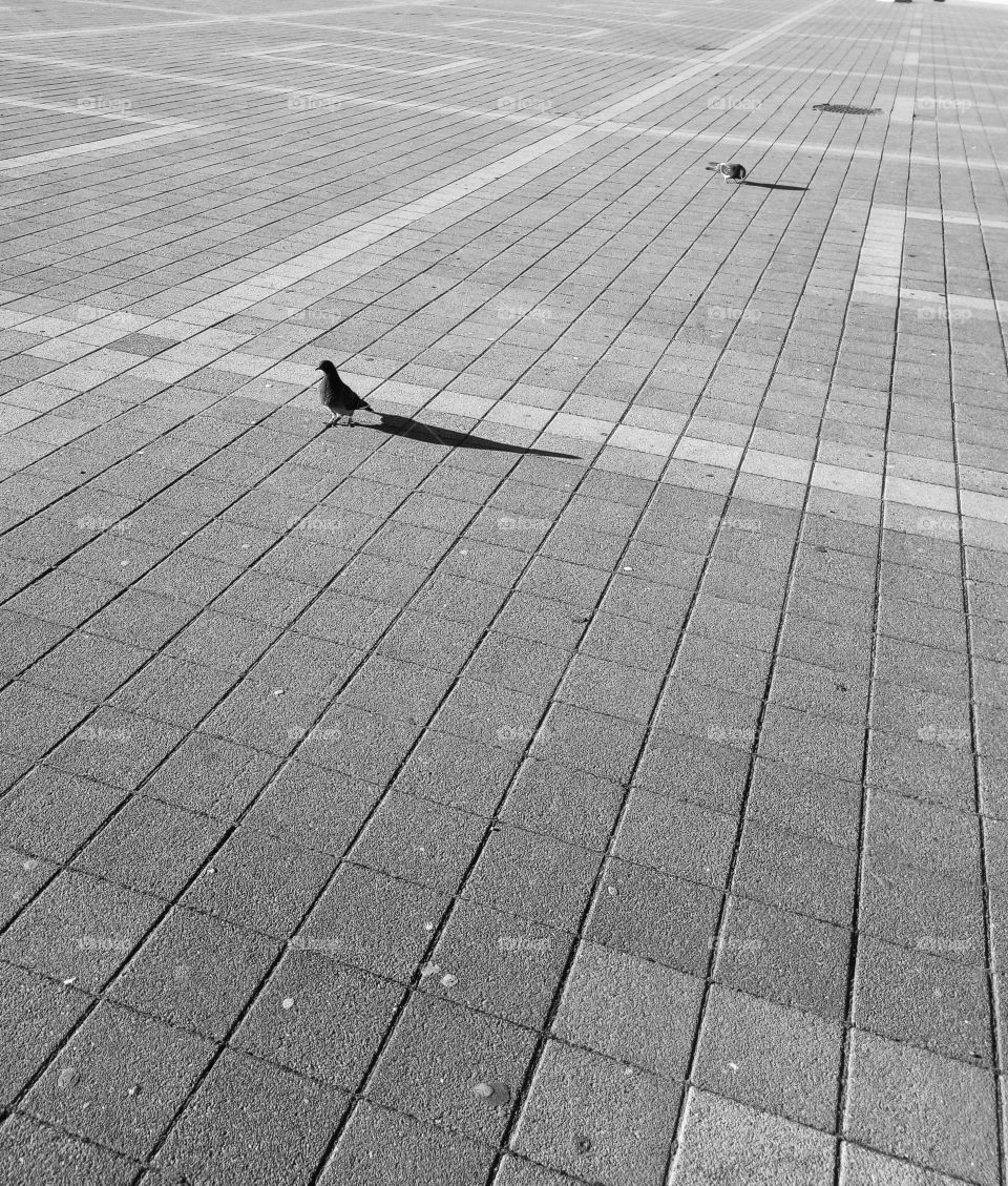Birds&lines