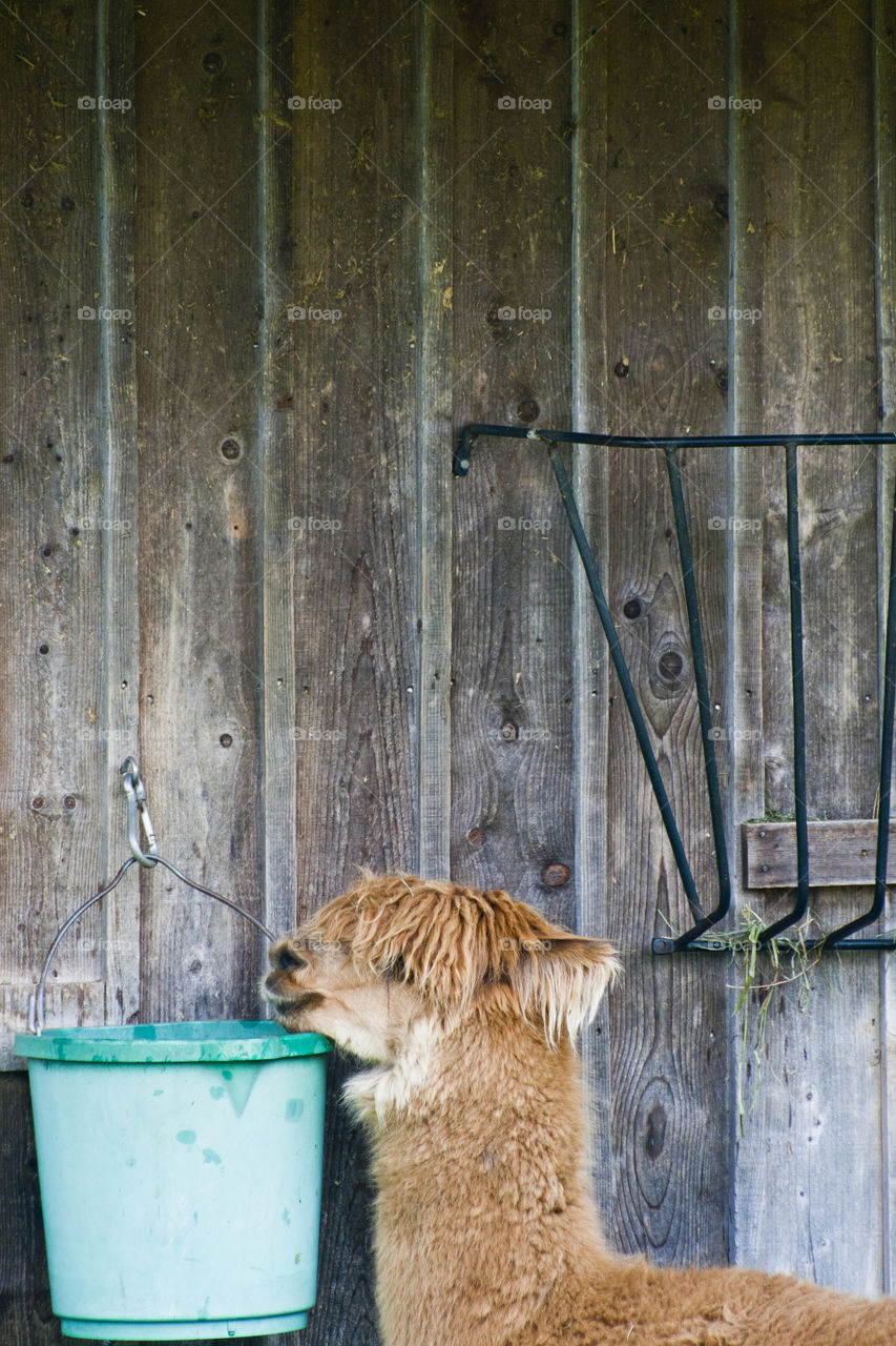 alpaca and a barn wall