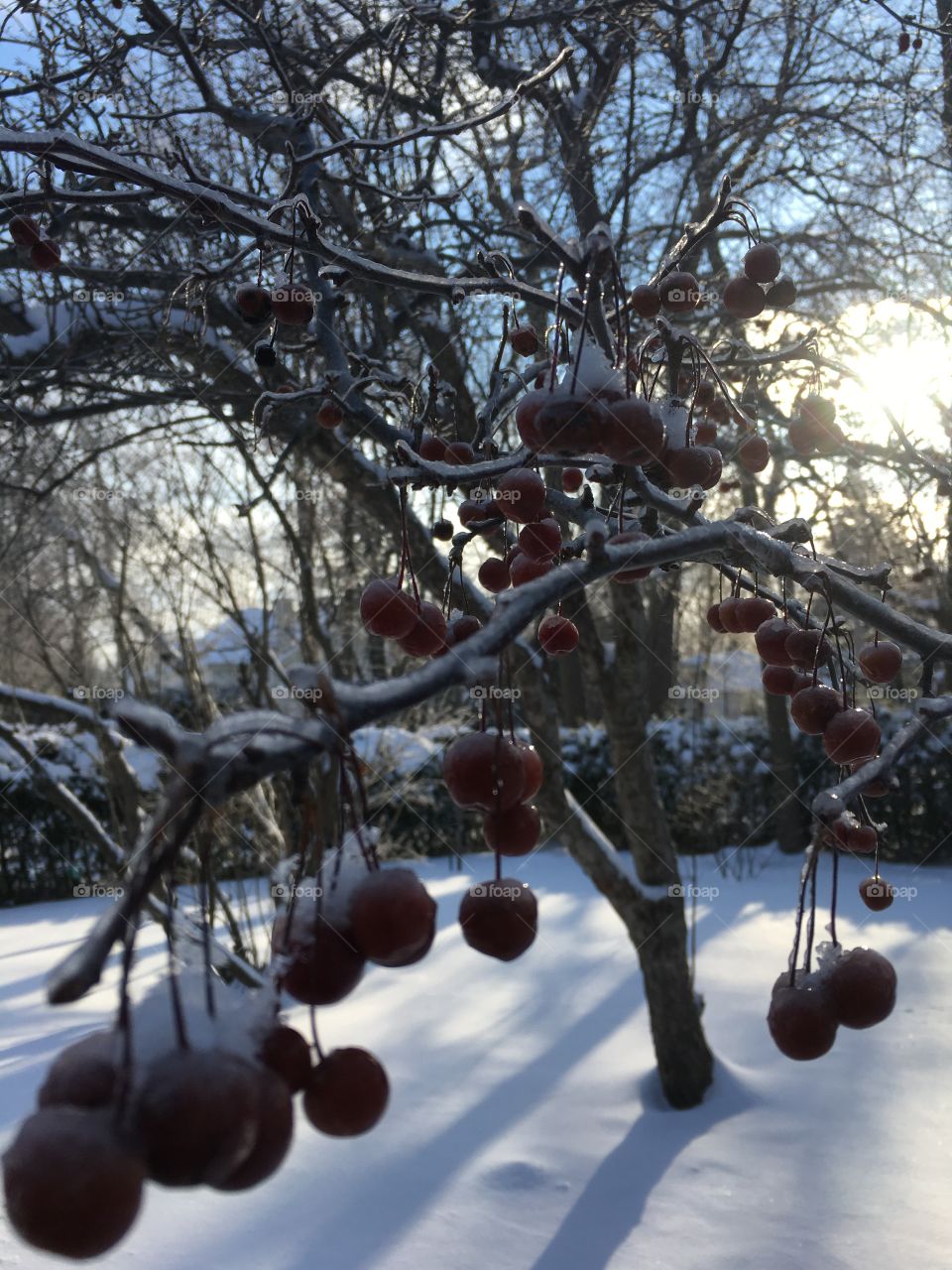 Red frozen fruits