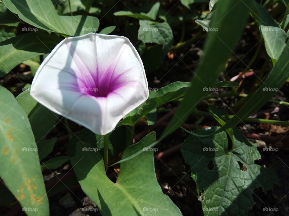 Purple and white flower