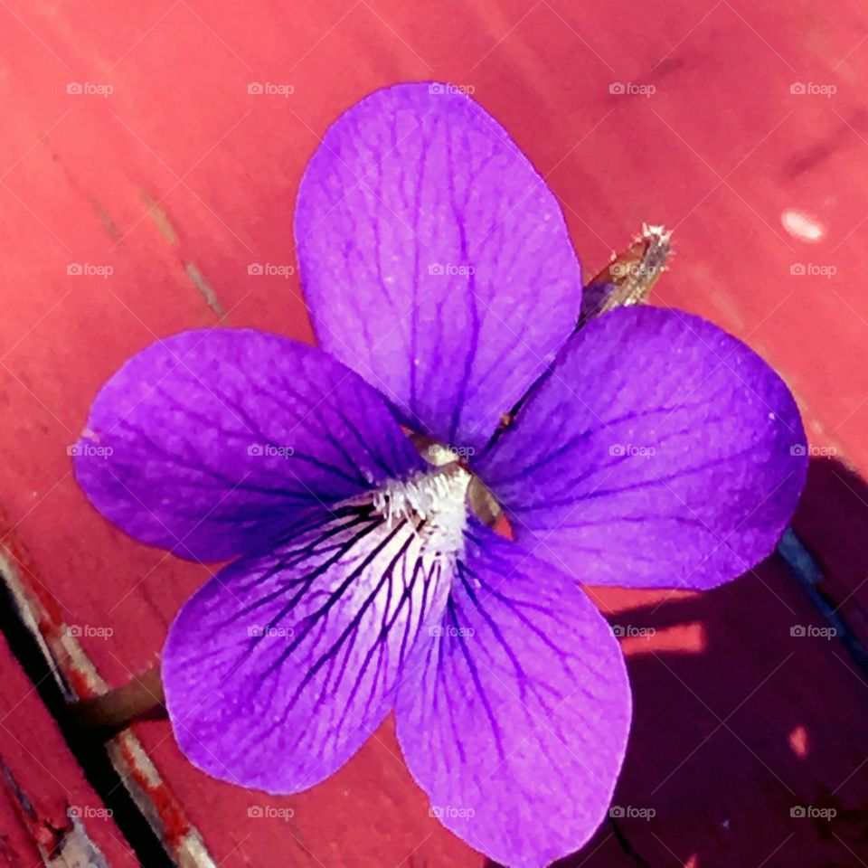Purple wild violet wedged between the slats of a red picnic bench on a sunny day.