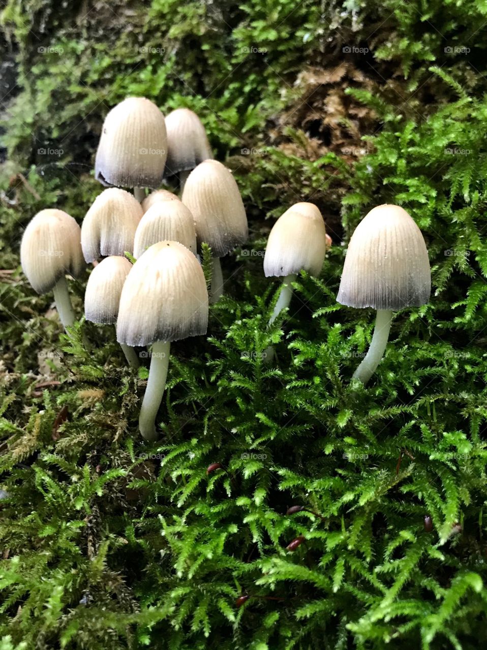 Steibachweiher Mushroom 
