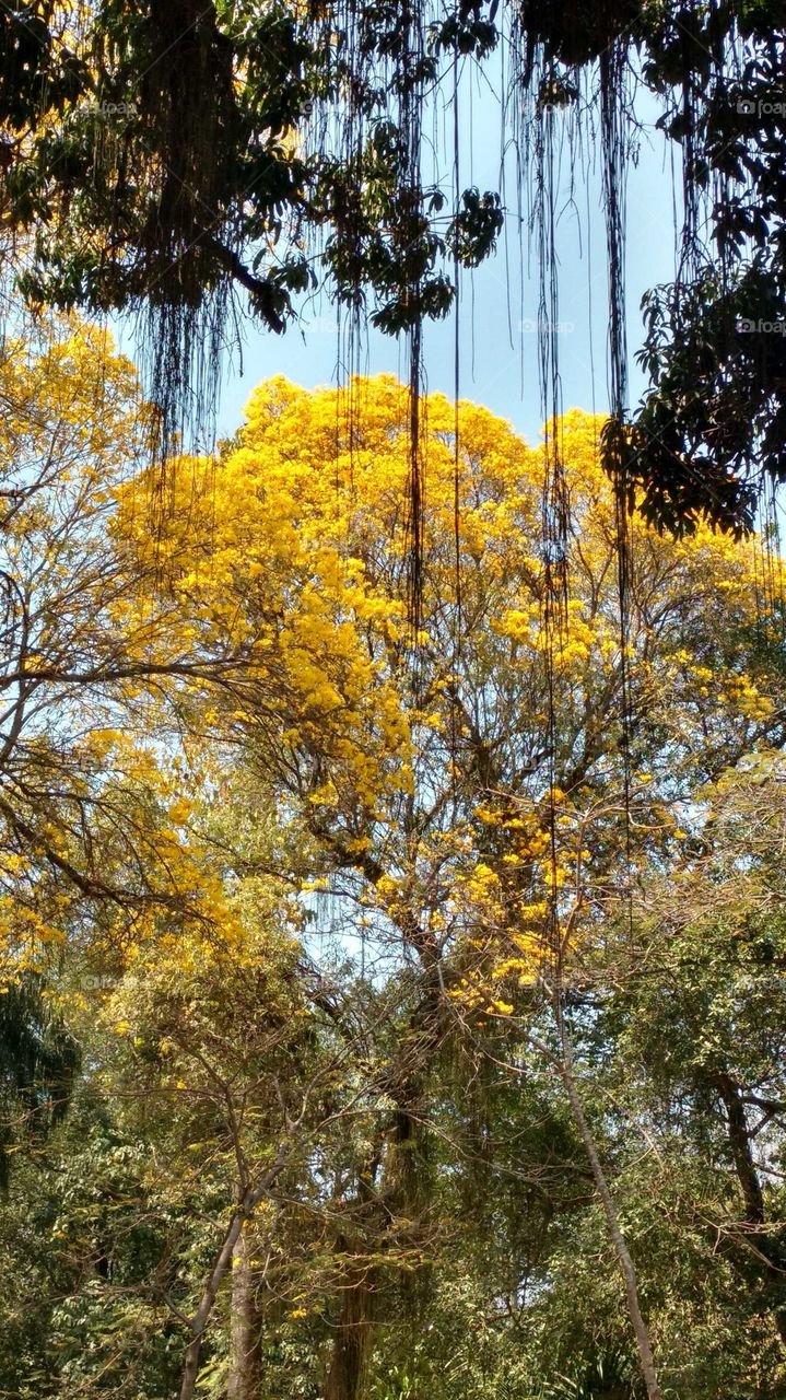 Tree. Brazilian Places