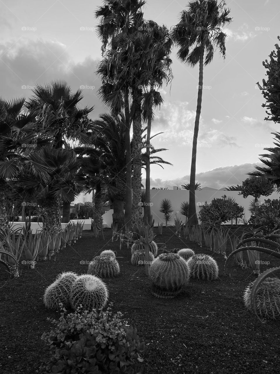 Cactus paradise 