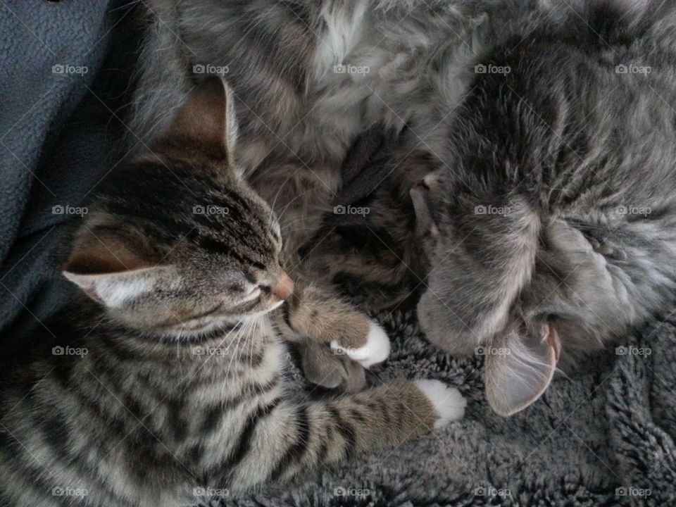 Two of our three cats Leo and Tusse. Both had a rough start living outdoors and not being cared for. We have adopted all cats and they are adorable both to people and to each other. 😻😻😻😻😻