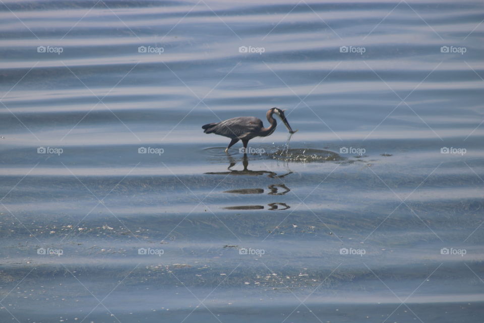 Blue heron with a fish