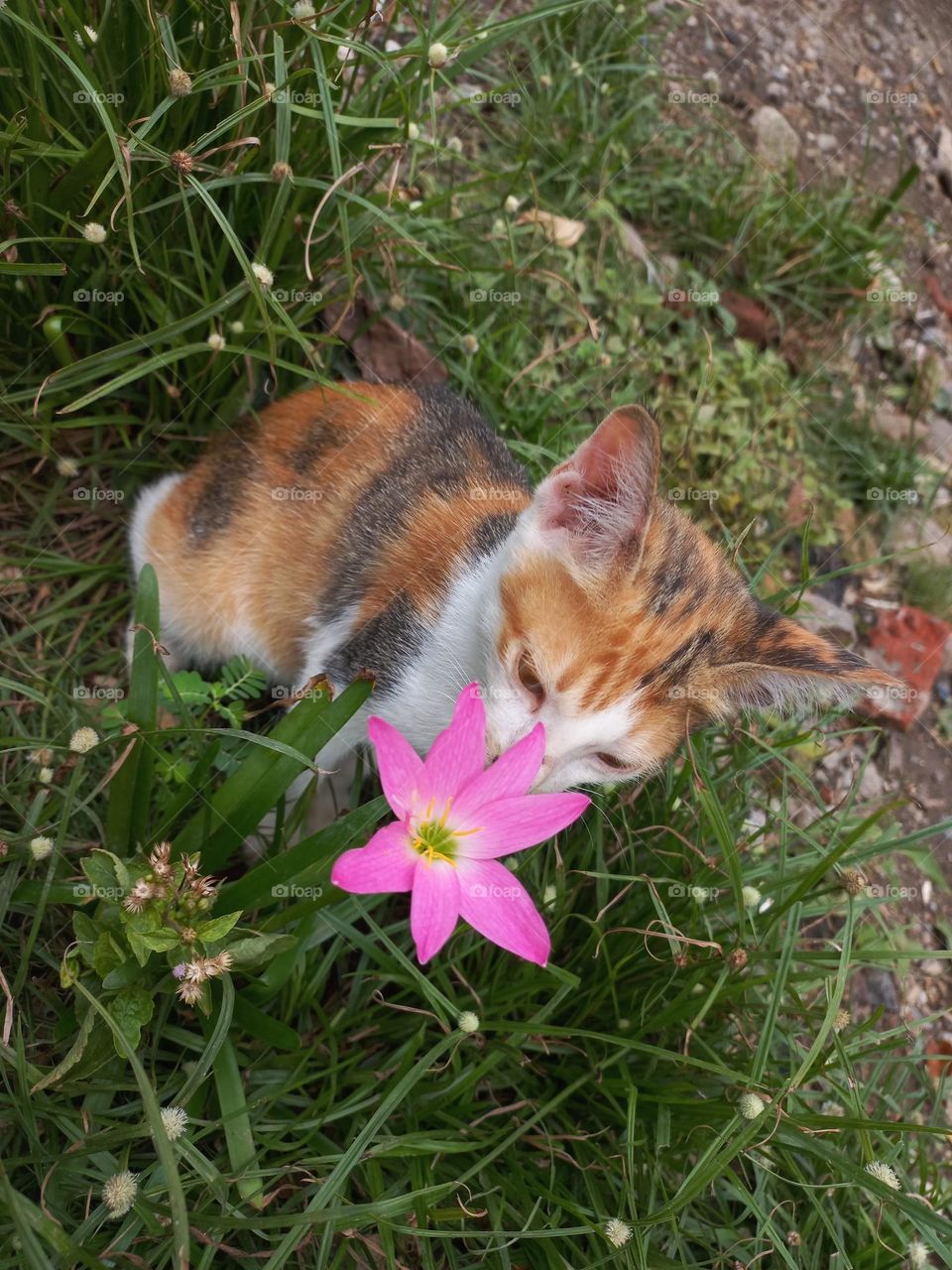 Cute kitten playing in the grass