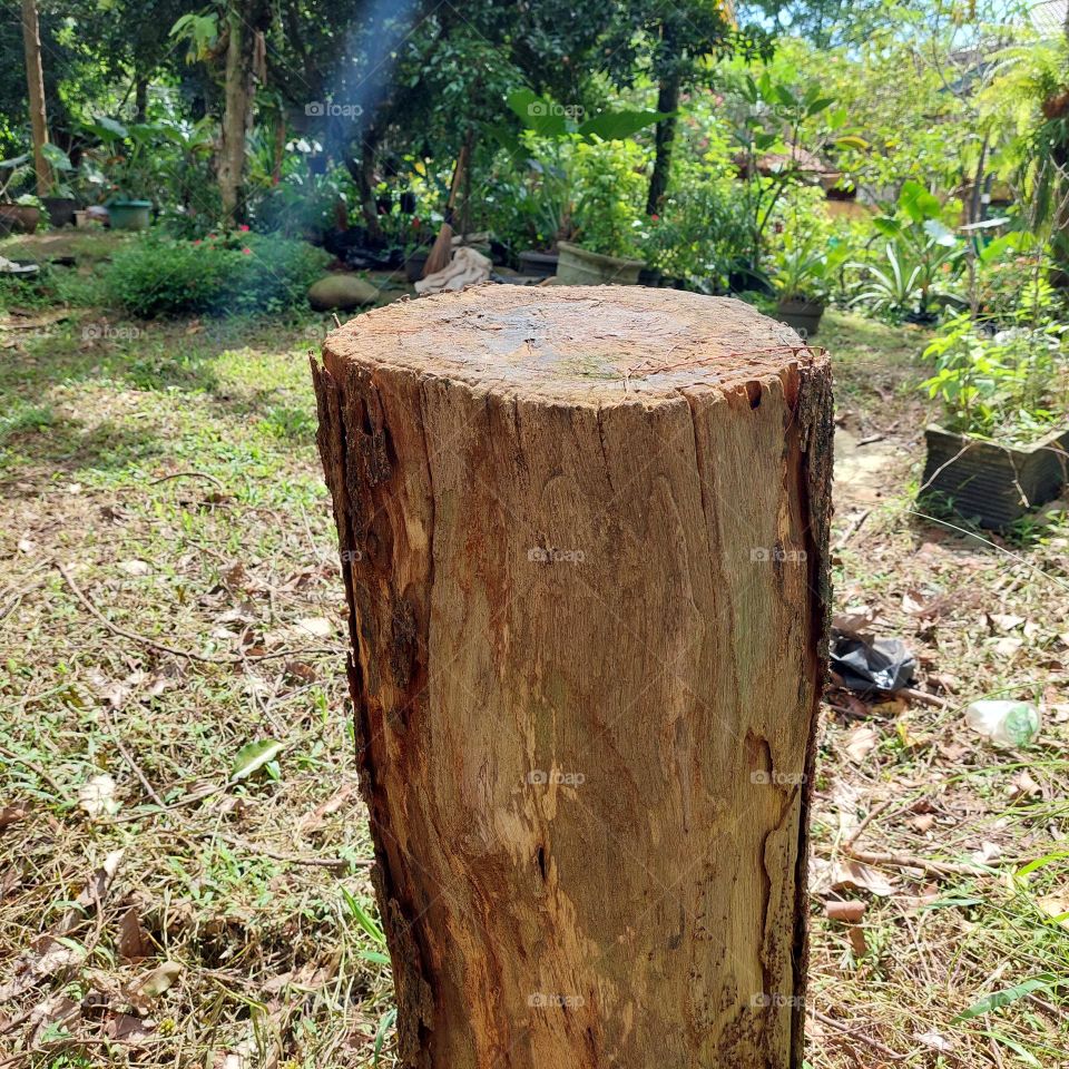 tree that has been cut down