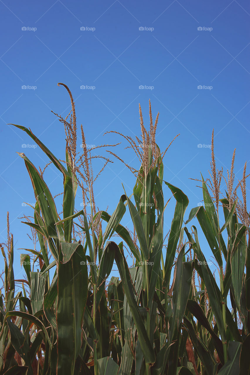 Corn