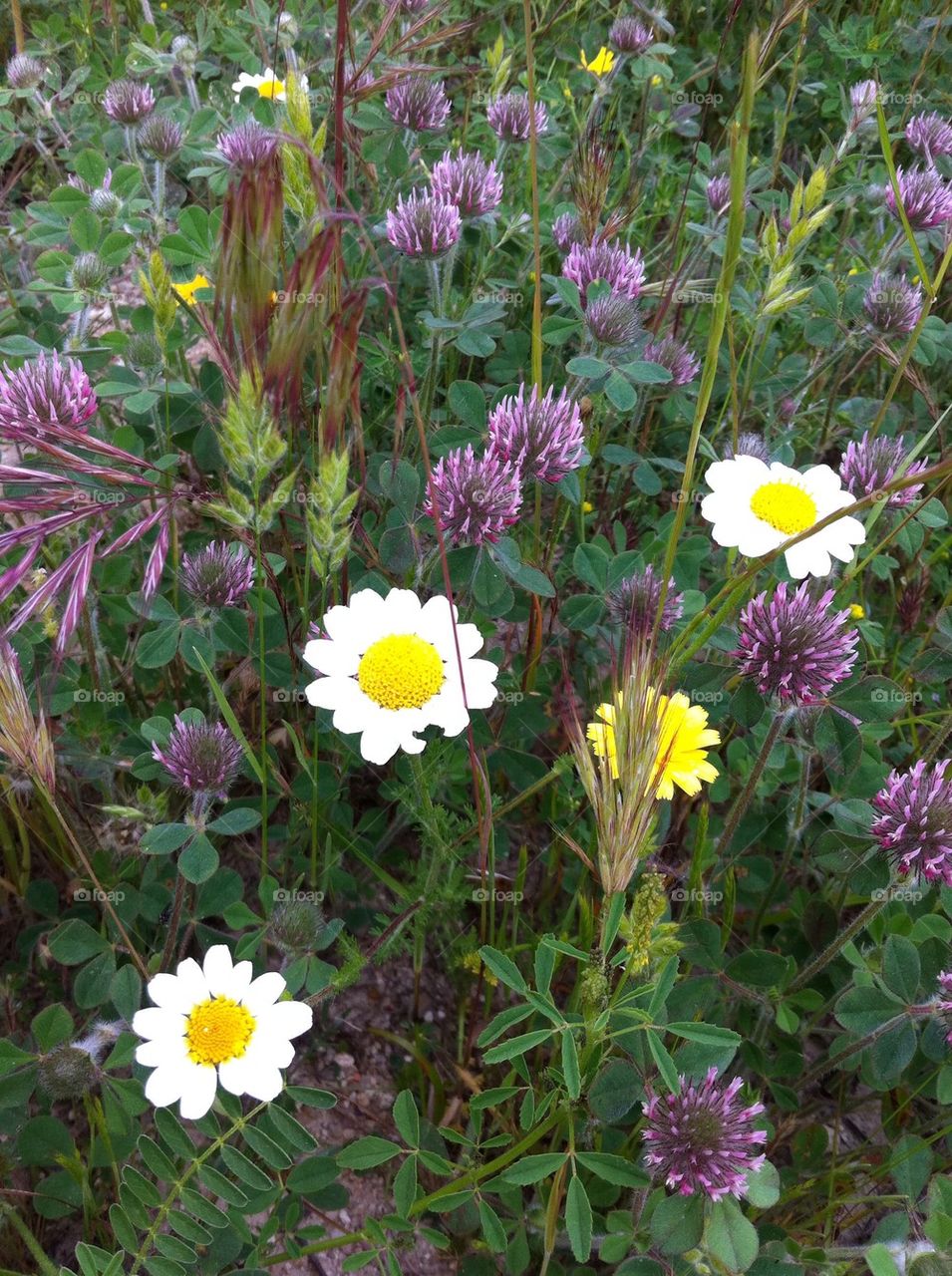 Spring flowers