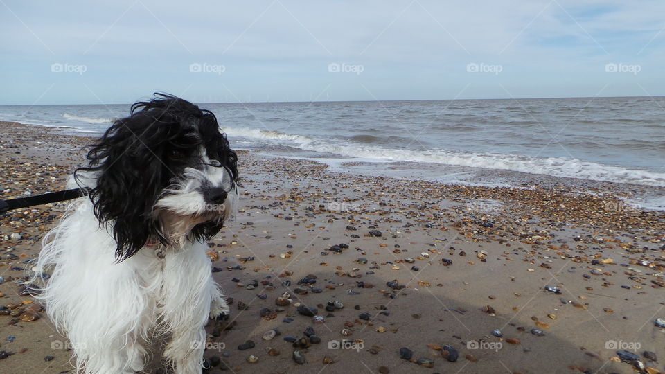 dog on the beach