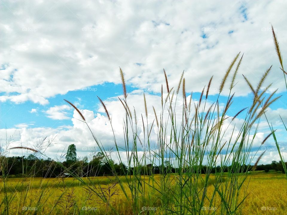 grass,field,sky,farmland