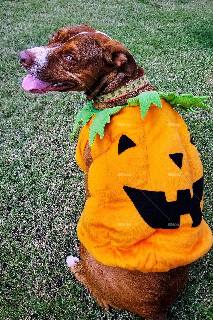 Dog in a Jack-O-Lantern Costume