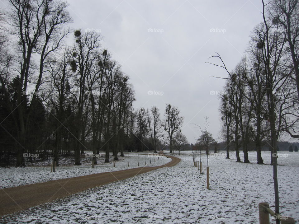 Winter In The Forest