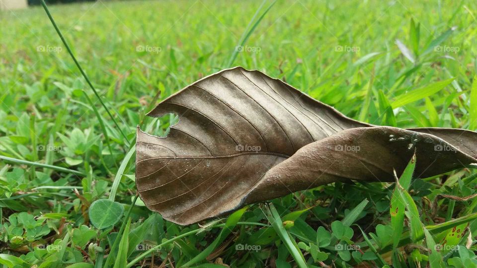 dry leaf on grasses