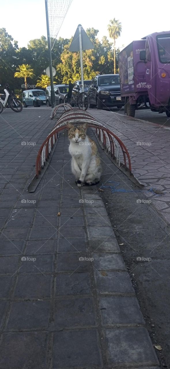 lovely cat , Marrakech street