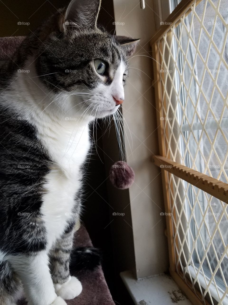 tuxedo cat in window