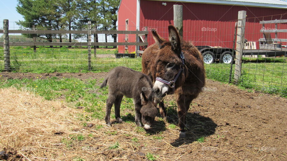 Donkeys, mommy and baby