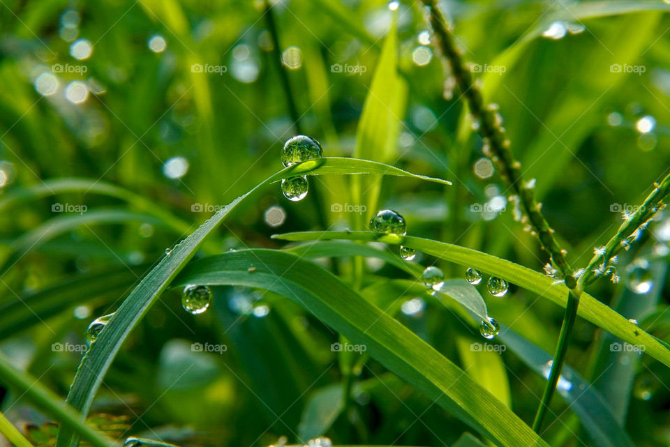 Dew and green grass